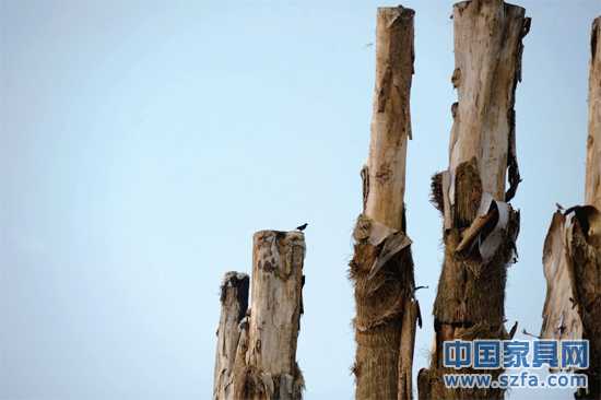 紫薇樹皮已干枯脫落。記者王從啟/攝src="http://www.mgetj484.cn/file/upload/201207/18/14-00-48-68-1.jpg"