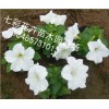 你要的！ 矮牽牛批發【贊】青州矮牽?！就扑]】山西矮牽牛