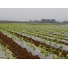 想買具有口碑的玉米地膜，就到南寧市晟和興塑膠   |貴州農用地膜