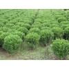 【薦！】【天津黃楊球批發(fā)】【山西黃楊球基地】【濰坊黃楊球價(jià)格】~青州光輝苗木